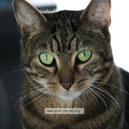 Photo 1/1 Simba Chat lost in Aulnay sur marne