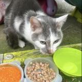 Picture of cat found at Amiens