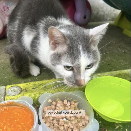 Photo 1/1 Found cat Found in Amiens