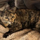 Picture of cat lost at Centennial