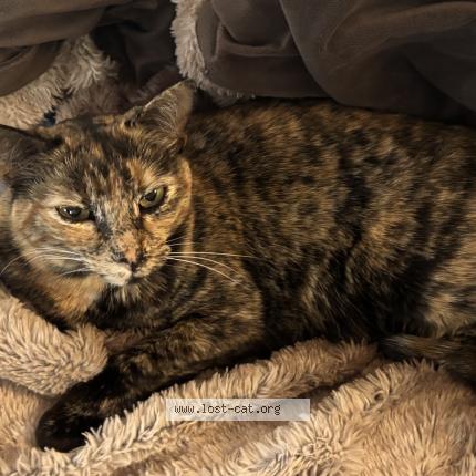 Photo 1/1 Trixie Chat lost in Centennial