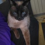 Picture of cat lost at Plouguerneau