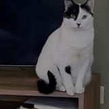 Photo of a cat found in Bahia Blanca