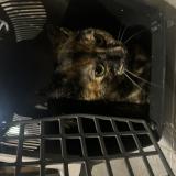 Picture of cat found at Beziers