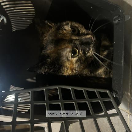 Photo 1/1 Found cat Found in Beziers