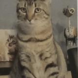 Picture of cat lost at Flers