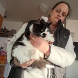 Photo of a cat found in Lynnwood