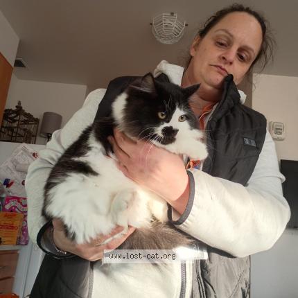 Photo 1/1 Reunited cat Lost in Lynnwood