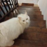 Picture of cat found at Bellegarde