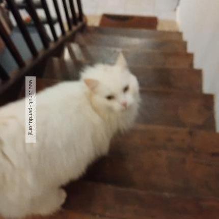 Photo 1/1 Found cat Found in Bellegarde