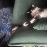 Picture of cat lost at Saint Chamond