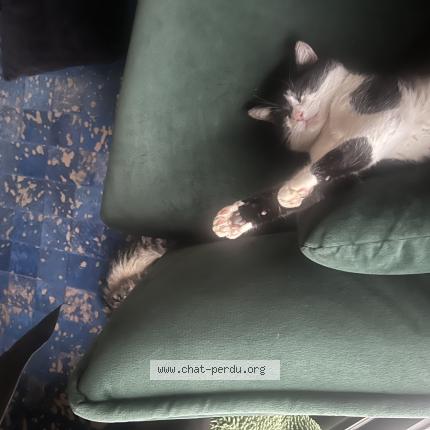 Photo 3/3 Nini Chat lost in Saint chamond