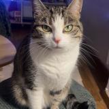 Picture of cat lost at Youx