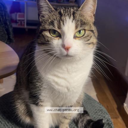 Photo 1/1 Pupuce Chat lost in Youx