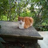 Picture of cat lost at Plumeliau Bieuzy