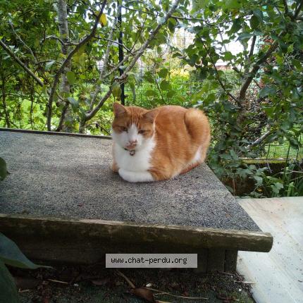 Photo 1/1 Romarin Chat lost in Plumeliau bieuzy