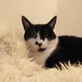 Picture of cat lost at Mordelles