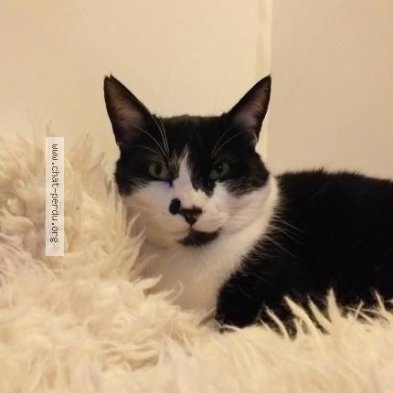 Photo 1/1 Cat reunited Lost in Mordelles