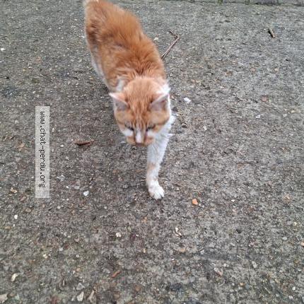 Photo 1/1 Found cat Found in Noisy le grand france