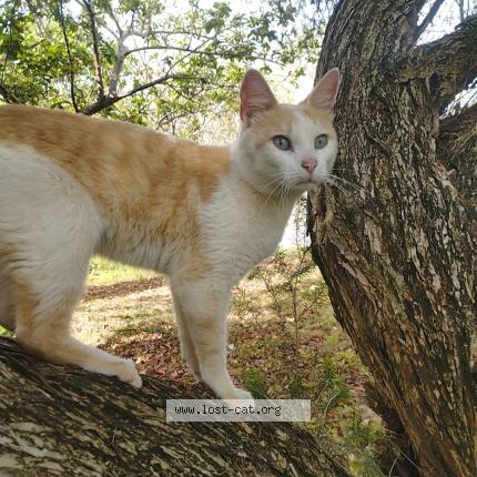 Photo 1/1 Found cat Found in Nairobi