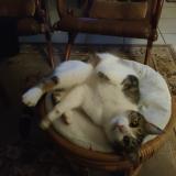 Picture of cat found at Plesse