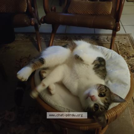 Photo 1/1 Found cat Found in Plesse