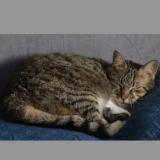 Picture of cat lost at Frontonas