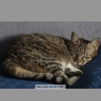 Photo 1/1 NOUBA Chat lost in Frontonas