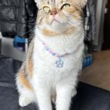 Picture of cat lost at Noida