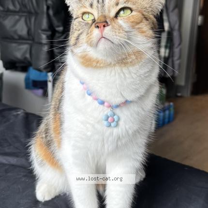 Photo 1/1 Tiffany Chat lost in Noida