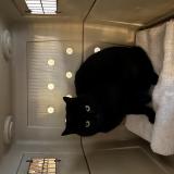 Picture of cat found at Montjay