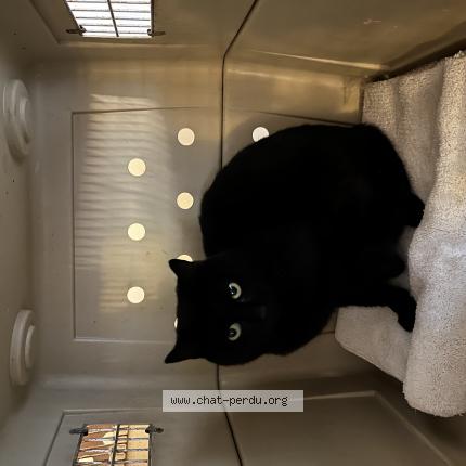 Photo 1/1 Found cat Found in Montjay