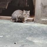 Picture of cat found at Carcassonne