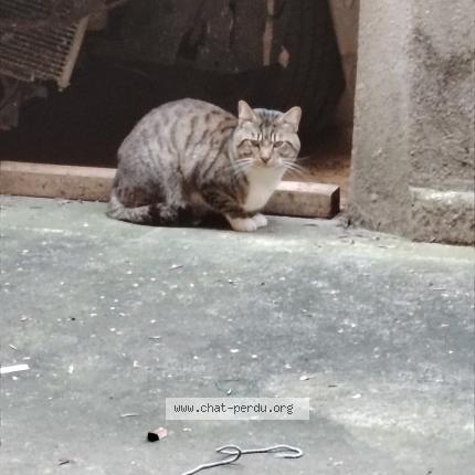 Photo 1/1 Found cat Found in Carcassonne