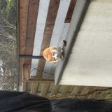 Picture of cat found at Saint Martin Boulogne