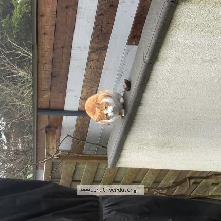 Photo 1/1 Found cat Found in Saint martin boulogne