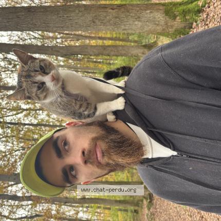 Photo 1/1 Nala Chat lost in Chemery