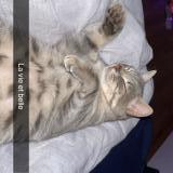 Picture of cat lost at Gorron