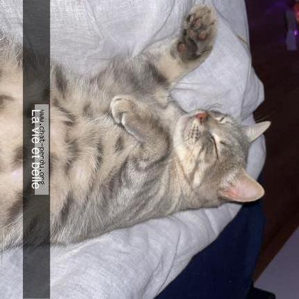 Photo 1/2 Crevette Chat lost in Gorron