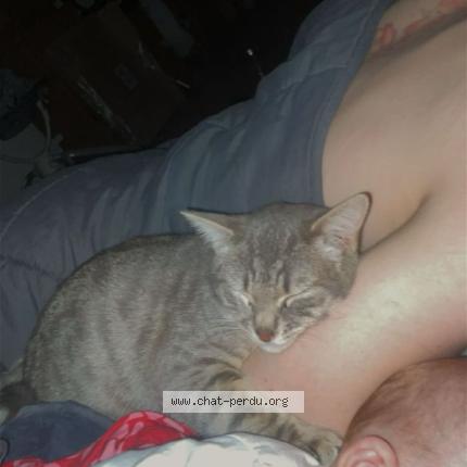 Photo 2/2 Crevette Chat lost in Gorron