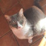 Picture of cat lost at Sant Michel Sur Orge