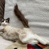 Picture of cat lost at Genac Bignac