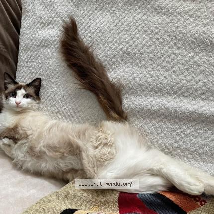 Photo 1/1 MIA Chat lost in Genac bignac