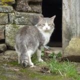 Picture of cat found at Fontenay