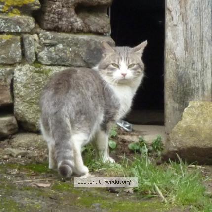 Photo 1/1 Found cat Found in Fontenay