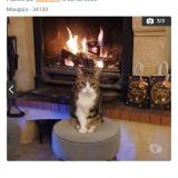 Picture of cat lost at Mauguio