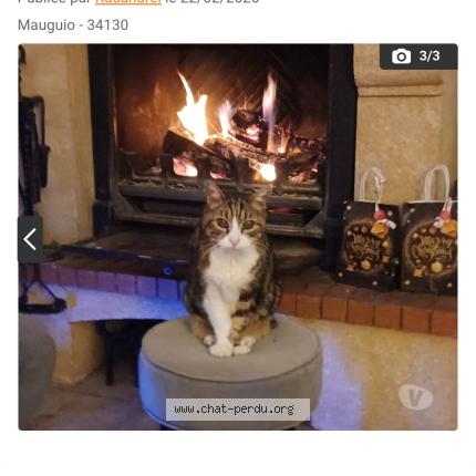 Photo 1/1 Pompon Chat lost in Mauguio