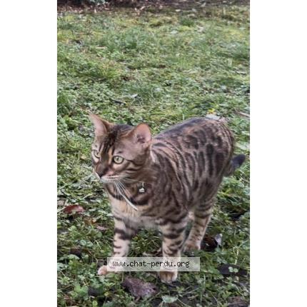 Photo 1/1 ARLO Chat lost in Chantilly