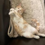 Picture of cat lost at Montreuil