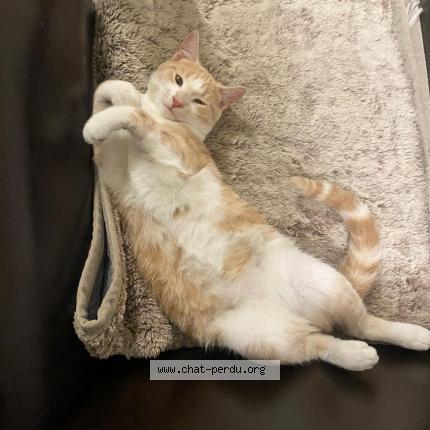 Photo 1/1 POUPY Chat lost in Montreuil